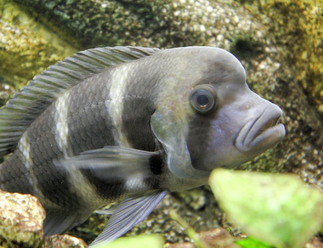 freshwater fish - cyphotilapia frontosa - frontosa cichlid stocking in 80 gallons tank - Tanganyka freshwater fish - cyphotilapia frontosa - frontosa cichlid stocking in 80 gallons tank - Tanganyka
