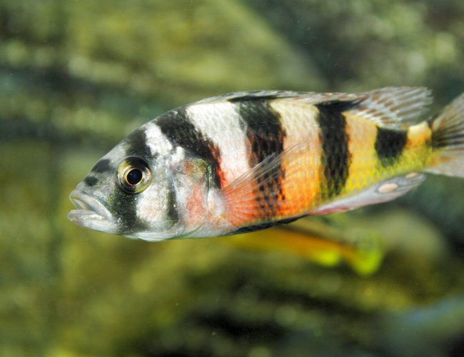freshwater fish - astatotilapia latifasciata - zebra obliquidens stocking in 80 gallons tank - Victoria freshwater fish - astatotilapia latifasciata - zebra obliquidens stocking in 80 gallons tank - Victoria