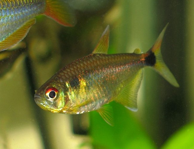 freshwater fish - hemigrammus ocellifer - head and tail light tetra stocking in 30 gallons tank - head/tailight tetra freshwater fish - hemigrammus ocellifer - head and tail light tetra stocking in 30 gallons tank - head/tailight tetra