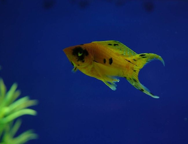freshwater fish - poecilia sphenops - gold dust molly stocking in 180 gallons tank - my male golden molly (which i dont have eny more) freshwater fish - poecilia sphenops - gold dust molly stocking in 180 gallons tank - my male golden molly (which i dont have eny more)