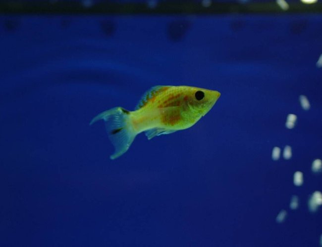freshwater fish - poecilia latipinna - balloon molly stocking in 180 gallons tank - this is my golden molly
which i dont have eny more freshwater fish - poecilia latipinna - balloon molly stocking in 180 gallons tank - this is my golden molly
which i dont have eny more