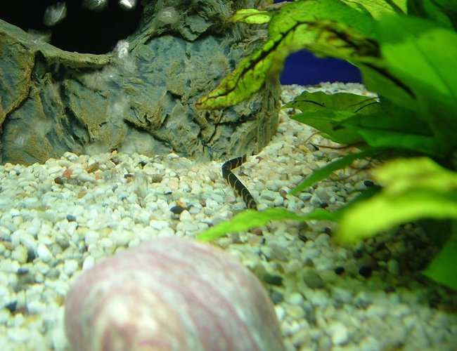 freshwater fish - pangio sp. - black kuhlii loach stocking in 180 gallons tank - collie loach freshwater fish - pangio sp. - black kuhlii loach stocking in 180 gallons tank - collie loach