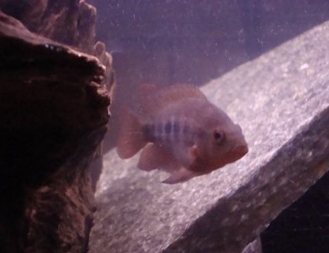 freshwater fish - amphilophus citrinellus - midas cichlid stocking in 55 gallons tank - 3 inch Midas Cichlid, only a few months old freshwater fish - amphilophus citrinellus - midas cichlid stocking in 55 gallons tank - 3 inch Midas Cichlid, only a few months old