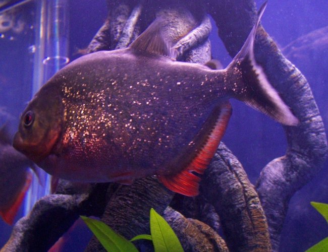 freshwater fish - pygocentrus nattereri - redbellied pirhana stocking in 120 gallons tank - 6 inch Red Belly Piranah
Feed them Goldfish, Shrimp, Beefheart, Nightcrawlers and the Baby Red Belly Fry I feed Baby Brine Shrimp and Frozen Bloodworms when they are bigger freshwater fish - pygocentrus nattereri - redbellied pirhana stocking in 120 gallons tank - 6 inch Red Belly Piranah
Feed them Goldfish, Shrimp, Beefheart, Nightcrawlers and the Baby Red Belly Fry I feed Baby Brine Shrimp and Frozen Bloodworms when they are bigger