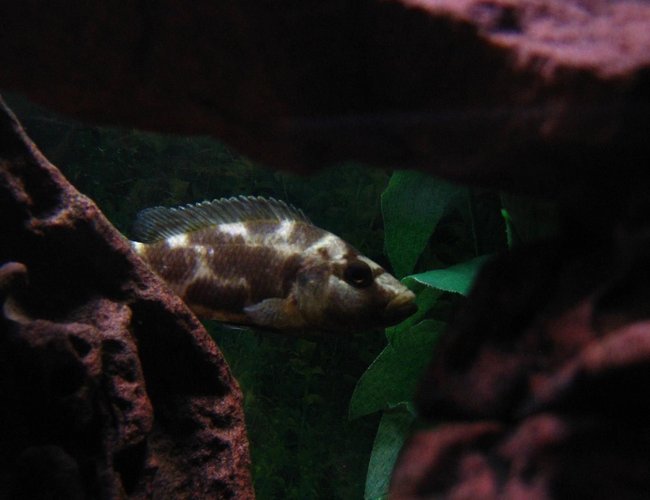 freshwater fish - nimbochromis livingstonii - livingstoni stocking in 75 gallons tank - My Livingstoni hiding in the background. freshwater fish - nimbochromis livingstonii - livingstoni stocking in 75 gallons tank - My Livingstoni hiding in the background.