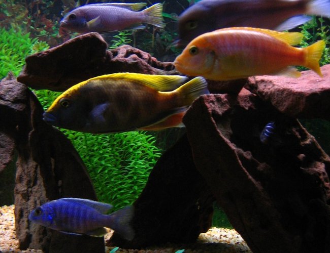 freshwater fish - nimbochromis venustus - venustus cichlid stocking in 75 gallons tank - Getting hungry!
(Left to right) My 2nd Electric Blue who has almost fully changed colour, Venustus, Acei, Hajomaylandi, Blue Dolphin & Demasoni. freshwater fish - nimbochromis venustus - venustus cichlid stocking in 75 gallons tank - Getting hungry!
(Left to right) My 2nd Electric Blue who has almost fully changed colour, Venustus, Acei, Hajomaylandi, Blue Dolphin & Demasoni.