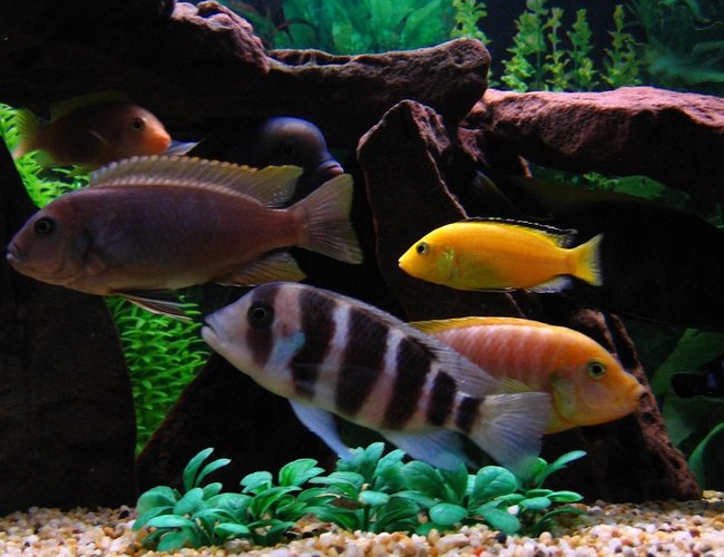 freshwater fish - cyphotilapia frontosa - frontosa cichlid stocking in 75 gallons tank - Red Top Zebra, Red Zebra, Blue Dolphin, Jacobfrebiergi, Frontosa, Hajomaylandi, Electric Yellow. freshwater fish - cyphotilapia frontosa - frontosa cichlid stocking in 75 gallons tank - Red Top Zebra, Red Zebra, Blue Dolphin, Jacobfrebiergi, Frontosa, Hajomaylandi, Electric Yellow.