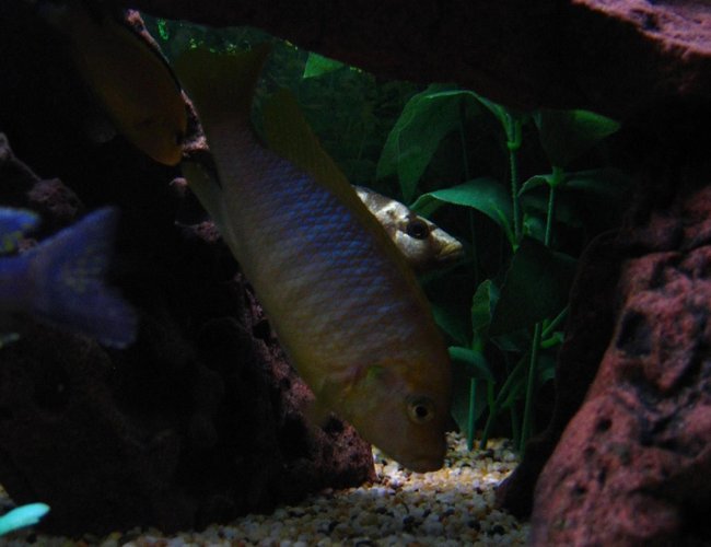 freshwater fish - maylandia hajomaylandi - hajomaylandi stocking in 75 gallons tank - Hajomaylandi with Electric Yellow behind & Livingstoni in the background. freshwater fish - maylandia hajomaylandi - hajomaylandi stocking in 75 gallons tank - Hajomaylandi with Electric Yellow behind & Livingstoni in the background.