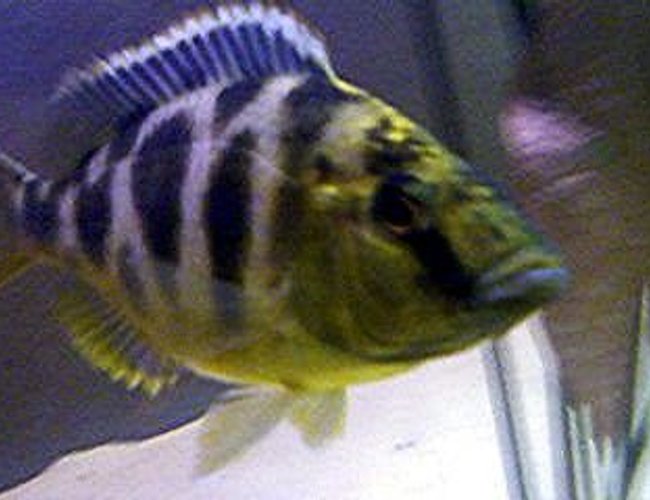freshwater fish - nimbochromis venustus - venustus cichlid stocking in 55 gallons tank - Giraffe Cichlid
Nimbochromis Venustus freshwater fish - nimbochromis venustus - venustus cichlid stocking in 55 gallons tank - Giraffe Cichlid
Nimbochromis Venustus