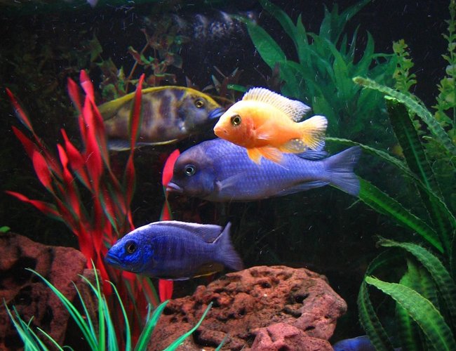 freshwater fish - cyrtocara moorii - blue dolphin cichlid stocking in 75 gallons tank - (Left to right) Venustus, Electric Blue, Blue Dolphin, Dragonblood Peacock. freshwater fish - cyrtocara moorii - blue dolphin cichlid stocking in 75 gallons tank - (Left to right) Venustus, Electric Blue, Blue Dolphin, Dragonblood Peacock.