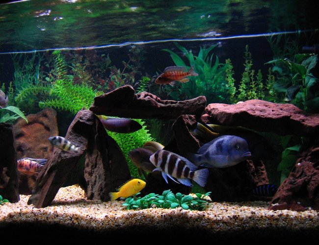 freshwater fish - cyphotilapia frontosa - frontosa cichlid stocking in 75 gallons tank - ( Left to right) Back end of Marble Peacock, Zebra Obliquidens, Acei, Electric Yellow, Red Top Zebra, Jacobfrebiergi, Frontosa, Blue Dolphin, Venustus, Demasoni. freshwater fish - cyphotilapia frontosa - frontosa cichlid stocking in 75 gallons tank - ( Left to right) Back end of Marble Peacock, Zebra Obliquidens, Acei, Electric Yellow, Red Top Zebra, Jacobfrebiergi, Frontosa, Blue Dolphin, Venustus, Demasoni.