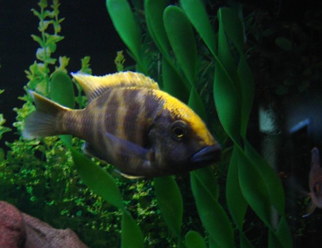 freshwater fish - nimbochromis venustus - venustus cichlid stocking in 75 gallons tank - My Venustus. The leader and the biggest my tank. freshwater fish - nimbochromis venustus - venustus cichlid stocking in 75 gallons tank - My Venustus. The leader and the biggest my tank.