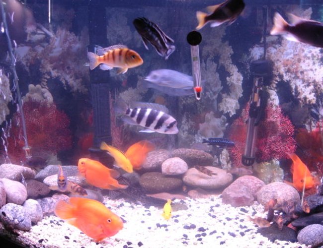freshwater fish - cyphotilapia frontosa - frontosa cichlid stocking in 55 gallons tank - My 55 gal bow freshwater fish - cyphotilapia frontosa - frontosa cichlid stocking in 55 gallons tank - My 55 gal bow