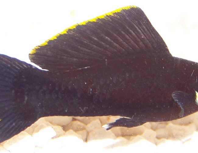 freshwater fish - poecilia latipinna - black molly stocking in 120 gallons tank - The image quality is horrible due to the cheap acrylic tank and my inability to use a camera, but I wanted to show off the stunning color of this simple Petsmart Molly! freshwater fish - poecilia latipinna - black molly stocking in 120 gallons tank - The image quality is horrible due to the cheap acrylic tank and my inability to use a camera, but I wanted to show off the stunning color of this simple Petsmart Molly!