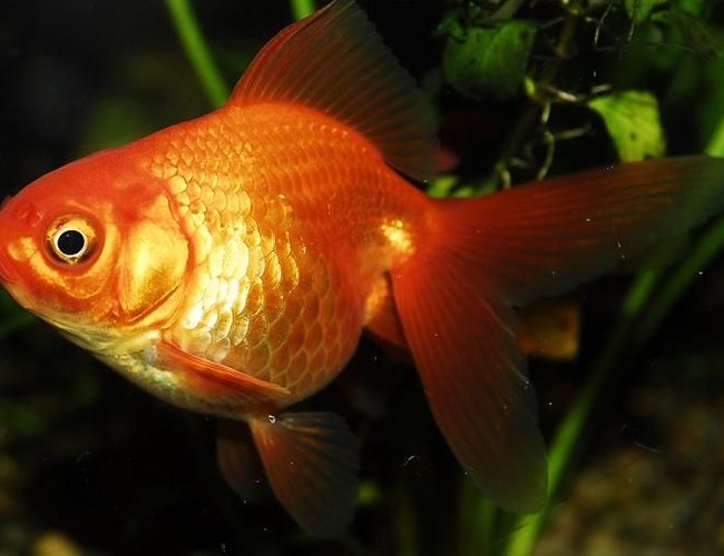 freshwater fish - carassius auratus - fantail goldfish stocking in 55 gallons tank - 3" Fantail Goldfish
Kept in a 100 gallon tank with other goldfish freshwater fish - carassius auratus - fantail goldfish stocking in 55 gallons tank - 3" Fantail Goldfish
Kept in a 100 gallon tank with other goldfish