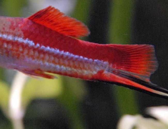 freshwater fish - xiphophorus helleri - swordtail stocking in 55 gallons tank - 3" Neon Swordtail freshwater fish - xiphophorus helleri - swordtail stocking in 55 gallons tank - 3" Neon Swordtail