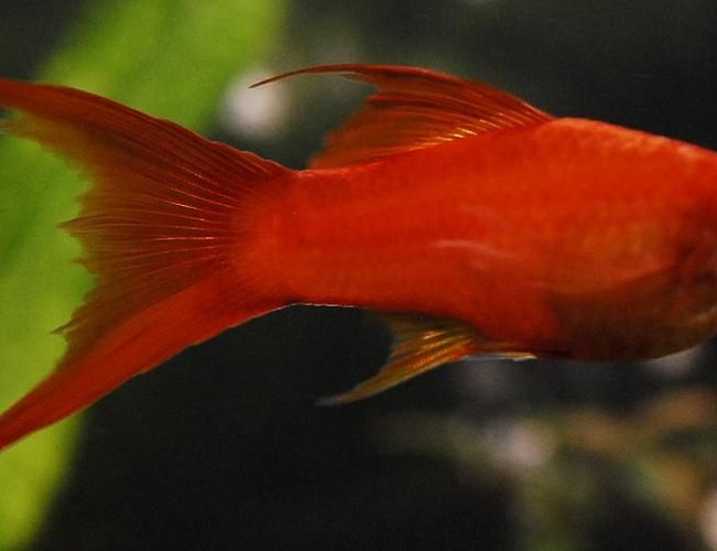 freshwater fish - xiphophorus helleri - hi fin lyretail swordtail stocking in 55 gallons tank - 4" Red Marigold Swordtail freshwater fish - xiphophorus helleri - hi fin lyretail swordtail stocking in 55 gallons tank - 4" Red Marigold Swordtail