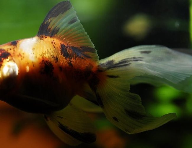 freshwater fish - carassius auratus - fantail goldfish, calico stocking in 55 gallons tank - 2" Calico Goldfish
Kept in a 100 gallon tank with other goldfish freshwater fish - carassius auratus - fantail goldfish, calico stocking in 55 gallons tank - 2" Calico Goldfish
Kept in a 100 gallon tank with other goldfish