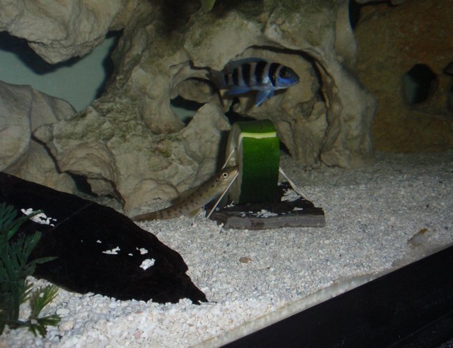 freshwater fish - lamprologus tretacephaleus - tretocephalus cichlid stocking in 90 gallons tank - algae eater and Treta having a little zucchini freshwater fish - lamprologus tretacephaleus - tretocephalus cichlid stocking in 90 gallons tank - algae eater and Treta having a little zucchini