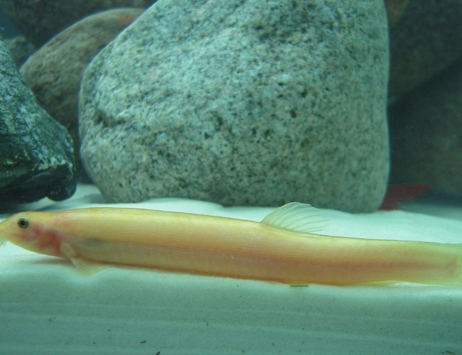 freshwater fish - misgurnus anguillicaudatus - gold dojo loach stocking in 150 gallons tank - Golden Dojo Loach freshwater fish - misgurnus anguillicaudatus - gold dojo loach stocking in 150 gallons tank - Golden Dojo Loach