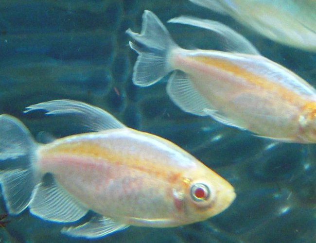 freshwater fish - phenacogrammus interruptus - congo tetra stocking in 150 gallons tank - Albino Congo Tetras freshwater fish - phenacogrammus interruptus - congo tetra stocking in 150 gallons tank - Albino Congo Tetras