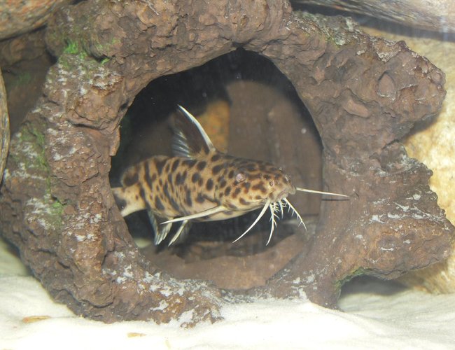 freshwater fish - synodontis petricola - pygmy leopard catfish stocking in 150 gallons tank - Synodontis Petricola freshwater fish - synodontis petricola - pygmy leopard catfish stocking in 150 gallons tank - Synodontis Petricola