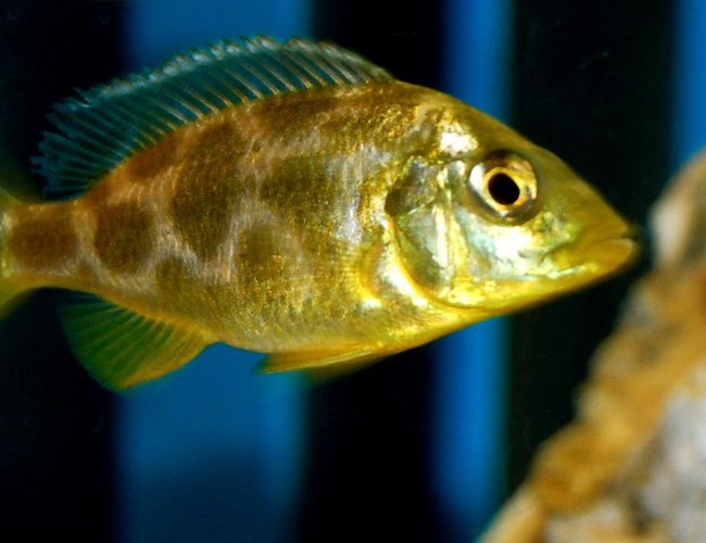freshwater fish - nimbochromis venustus - venustus cichlid stocking in 55 gallons tank - Nimbochromis Venustus African Cichlid freshwater fish - nimbochromis venustus - venustus cichlid stocking in 55 gallons tank - Nimbochromis Venustus African Cichlid