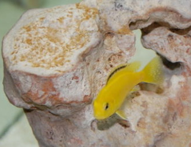 freshwater fish - labidochromis caeruleus - electric yellow cichlid stocking in 55 gallons tank - African Cichlid freshwater fish - labidochromis caeruleus - electric yellow cichlid stocking in 55 gallons tank - African Cichlid