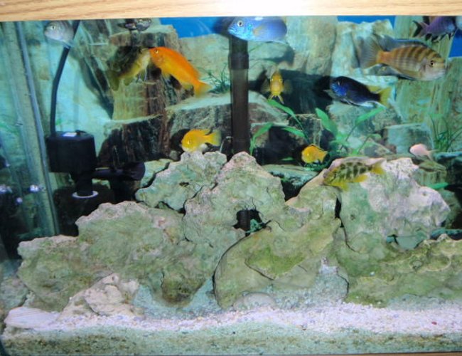 freshwater fish - nimbochromis venustus - venustus cichlid stocking in 55 gallons tank - h freshwater fish - nimbochromis venustus - venustus cichlid stocking in 55 gallons tank - h
