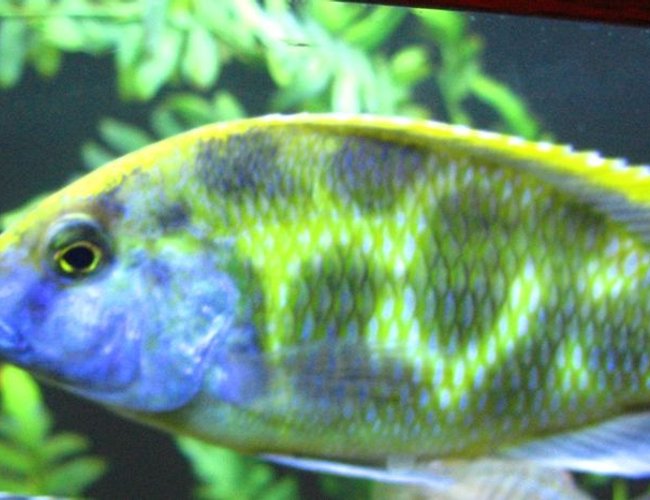 freshwater fish - nimbochromis venustus - venustus cichlid stocking in 125 gallons tank - Giraffe Cichlid, Kalingo freshwater fish - nimbochromis venustus - venustus cichlid stocking in 125 gallons tank - Giraffe Cichlid, Kalingo