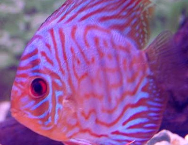 freshwater fish - symphysodon spp. - red turquoise discus stocking in 38 gallons tank - red turquoise freshwater fish - symphysodon spp. - red turquoise discus stocking in 38 gallons tank - red turquoise