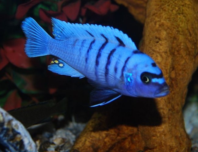 freshwater fish - cynotilapia afra - afra cichlid stocking in 125 gallons tank - Blue Reef # 2 freshwater fish - cynotilapia afra - afra cichlid stocking in 125 gallons tank - Blue Reef # 2