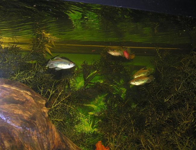 freshwater fish - poecilia latipinna - sailfin molly stocking in 120 gallons tank - feeding time freshwater fish - poecilia latipinna - sailfin molly stocking in 120 gallons tank - feeding time