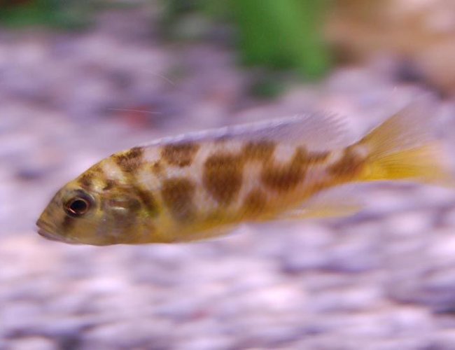 freshwater fish - nimbochromis livingstonii - livingstoni stocking in 46 gallons tank - I'm not sure what this guy is...anybody? freshwater fish - nimbochromis livingstonii - livingstoni stocking in 46 gallons tank - I'm not sure what this guy is...anybody?