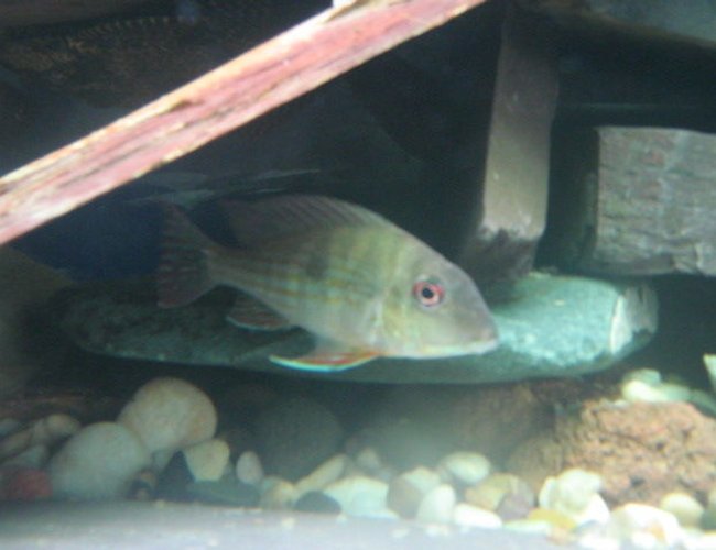 freshwater fish - geophagus dicrozoster - monster fish stocking in 92 gallons tank - Geophagus . . . freshwater fish - geophagus dicrozoster - monster fish stocking in 92 gallons tank - Geophagus . . .