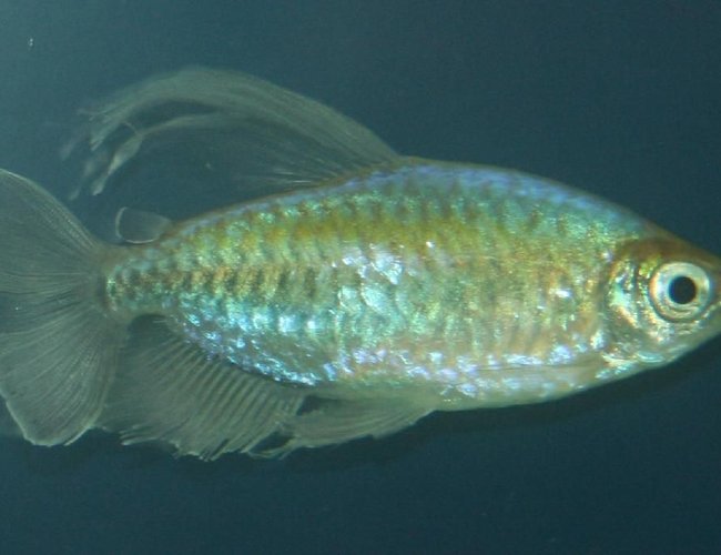freshwater fish - phenacogrammus interruptus - congo tetra stocking in 150 gallons tank - Congo Tera (Male) freshwater fish - phenacogrammus interruptus - congo tetra stocking in 150 gallons tank - Congo Tera (Male)