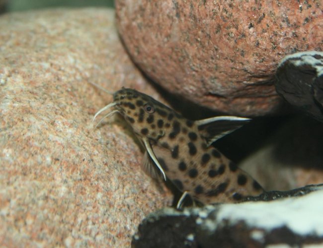 freshwater fish - synodontis petricola - pygmy leopard catfish stocking in 150 gallons tank - Synodontis Petricola freshwater fish - synodontis petricola - pygmy leopard catfish stocking in 150 gallons tank - Synodontis Petricola