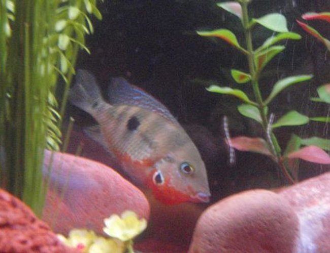 freshwater fish - thorichthys meeki - firemouth cichlid stocking in 29 gallons tank - firebelly freshwater fish - thorichthys meeki - firemouth cichlid stocking in 29 gallons tank - firebelly
