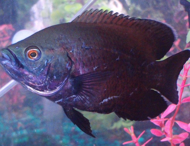 freshwater fish - astronotus ocellatus - red oscar stocking in 90 gallons tank - Red Oscar aka Soul Sister Red Up close and peronal Soul Sister Red takes a closer look for some eye candy freshwater fish - astronotus ocellatus - red oscar stocking in 90 gallons tank - Red Oscar aka Soul Sister Red Up close and peronal Soul Sister Red takes a closer look for some eye candy
