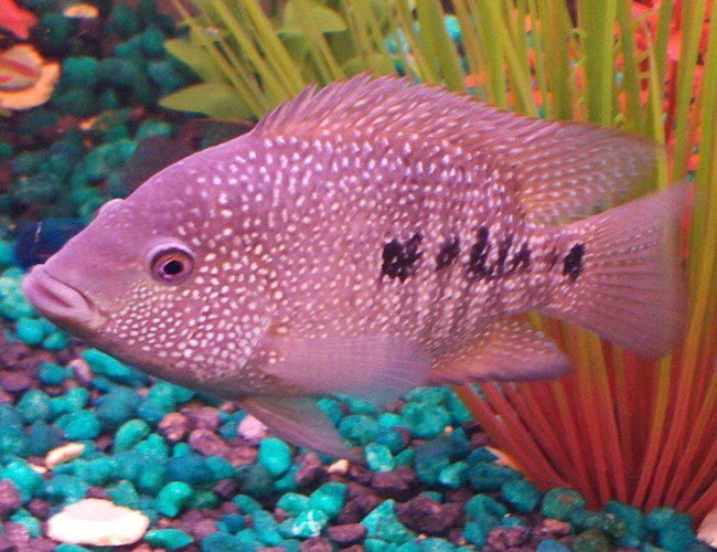 freshwater fish - herichthys cynoguttatus - texas cichlid stocking in 90 gallons tank - Texas Cichlid aka Jack The Mexicutioner Nasty Jack on the patrol looking for the next fight to get into, he is missing his black leather jacket and harley davidson freshwater fish - herichthys cynoguttatus - texas cichlid stocking in 90 gallons tank - Texas Cichlid aka Jack The Mexicutioner Nasty Jack on the patrol looking for the next fight to get into, he is missing his black leather jacket and harley davidson
