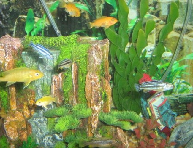 freshwater fish - melanochromis auratus - auratus cichlid stocking in 75 gallons tank - Africans freshwater fish - melanochromis auratus - auratus cichlid stocking in 75 gallons tank - Africans