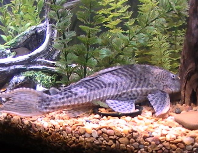 freshwater fish - glyptoperichthys gibbiceps - sailfin pleco (l-83) stocking in 55 gallons tank - coming soon freshwater fish - glyptoperichthys gibbiceps - sailfin pleco (l-83) stocking in 55 gallons tank - coming soon