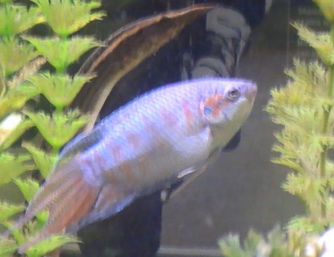 freshwater fish - macropodus opercularis - blue paradise stocking in 55 gallons tank - coming freshwater fish - macropodus opercularis - blue paradise stocking in 55 gallons tank - coming