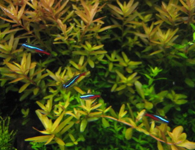 freshwater fish - paracheirodon innesi - neon tetra jumbo stocking in 29 gallons tank - Tetras hangin out on a warm day freshwater fish - paracheirodon innesi - neon tetra jumbo stocking in 29 gallons tank - Tetras hangin out on a warm day