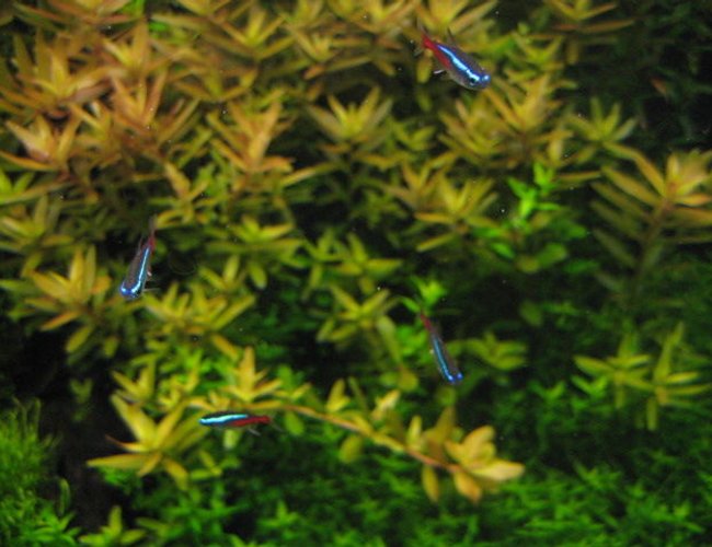 freshwater fish - paracheirodon innesi - neon tetra jumbo stocking in 29 gallons tank - Neon Tetras freshwater fish - paracheirodon innesi - neon tetra jumbo stocking in 29 gallons tank - Neon Tetras