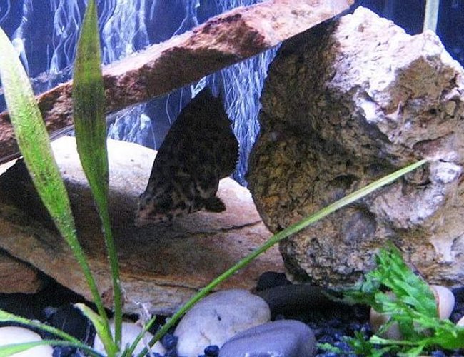 freshwater fish - ctenopoma acutirostre - leopard ctenopoma stocking in 10 gallons tank - Leapord Ctenopoma freshwater fish - ctenopoma acutirostre - leopard ctenopoma stocking in 10 gallons tank - Leapord Ctenopoma