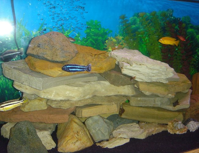 freshwater fish - melanochromis cyaneorhabdos - maingano cichlid stocking in 75 gallons tank - The main rock tower and some fish. freshwater fish - melanochromis cyaneorhabdos - maingano cichlid stocking in 75 gallons tank - The main rock tower and some fish.