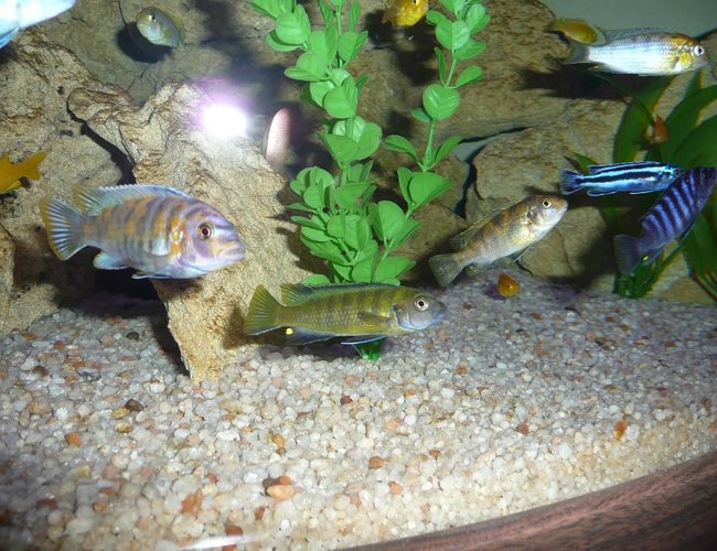 freshwater fish - labeotropheus fuelleborni - fuelleborni cichlid, marmalade stocking in 50 gallons tank - The Clan (Well part of them) Will Put in Names shortly freshwater fish - labeotropheus fuelleborni - fuelleborni cichlid, marmalade stocking in 50 gallons tank - The Clan (Well part of them) Will Put in Names shortly