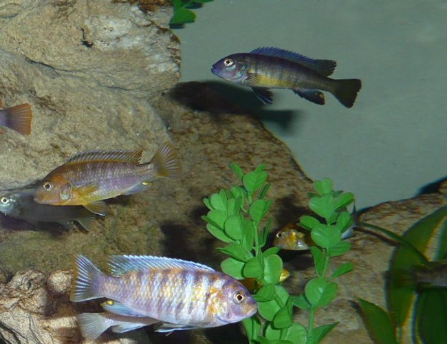 freshwater fish - labeotropheus fuelleborni - fuelleborni cichlid, marmalade stocking in 50 gallons tank - Fish6 freshwater fish - labeotropheus fuelleborni - fuelleborni cichlid, marmalade stocking in 50 gallons tank - Fish6