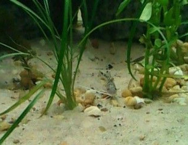 freshwater fish - pimelodus pictus - pictus cat stocking in 160 gallons tank - Pictus Cat- juvenile freshwater fish - pimelodus pictus - pictus cat stocking in 160 gallons tank - Pictus Cat- juvenile